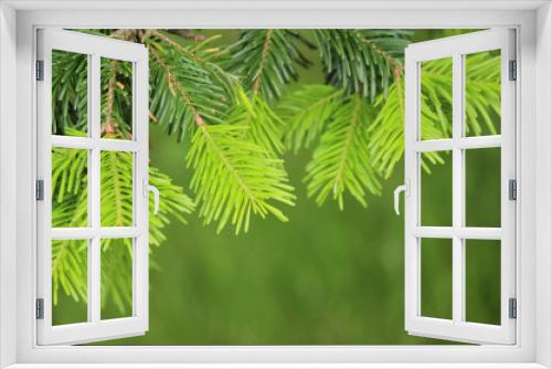 Fototapeta Naklejka Na Ścianę Okno 3D - Pine tree