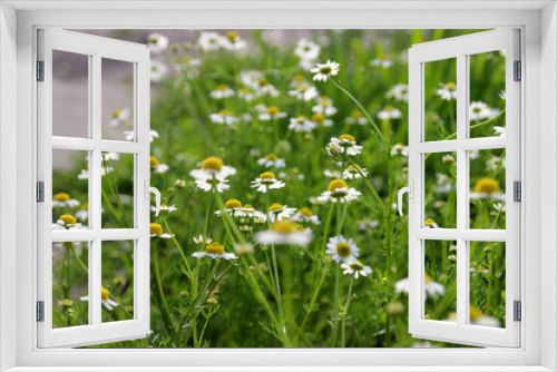 Fototapeta Naklejka Na Ścianę Okno 3D - chamomile. wildflowers