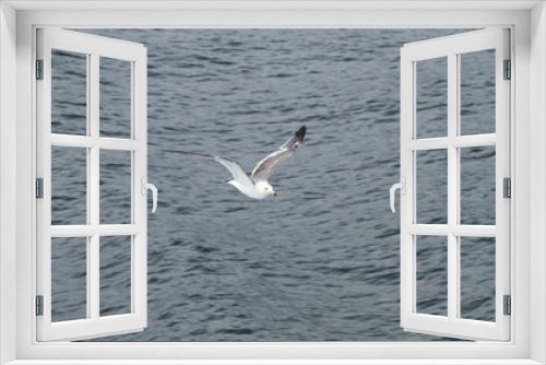 Fototapeta Naklejka Na Ścianę Okno 3D - Sea gull flys on the sea