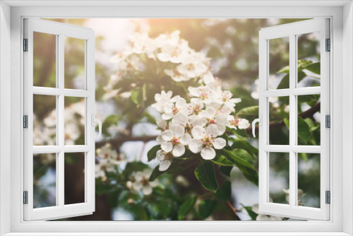 Fototapeta Naklejka Na Ścianę Okno 3D - Cherry tree spring blossom, branch with flowers closeup