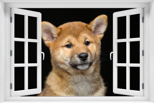 Fototapeta Naklejka Na Ścianę Okno 3D - Beautiful shiba inu puppy 