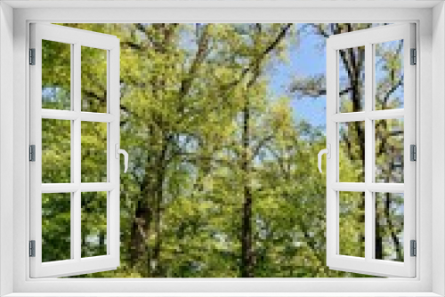 Fototapeta Naklejka Na Ścianę Okno 3D - Landscape with spring green beech trees in sunlight