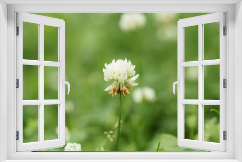 Fototapeta Naklejka Na Ścianę Okno 3D - white clover flower in summer day on meadow