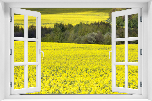 Fototapeta Naklejka Na Ścianę Okno 3D - Field of blooming rape, rapeseed yellow flowers, canola .