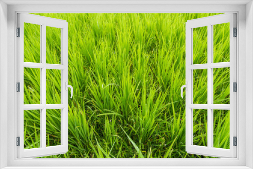 Fototapeta Naklejka Na Ścianę Okno 3D - Green rice field closeup ( background) in agriculture field.