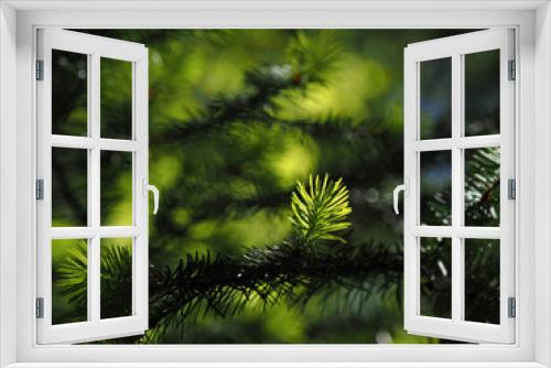 Fototapeta Naklejka Na Ścianę Okno 3D - Coniferous tree branch lit by sun close-up