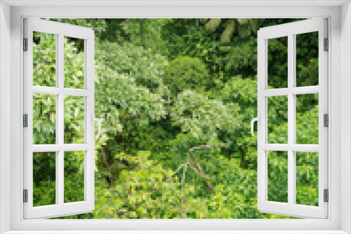 Fototapeta Naklejka Na Ścianę Okno 3D - Lush rainforest canopy view