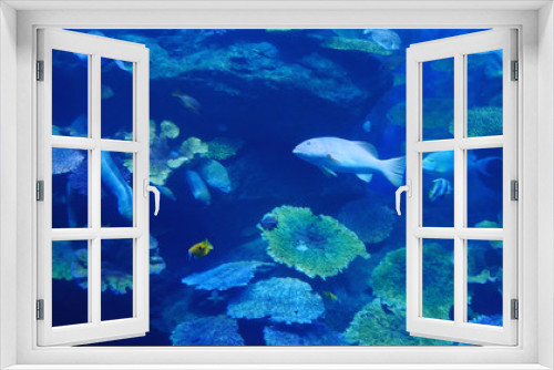 Fototapeta Naklejka Na Ścianę Okno 3D - Beautiful exotic see fish in an aquarium. Underwater Scene