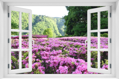 Fototapeta Naklejka Na Ścianę Okno 3D - Japanese azalea