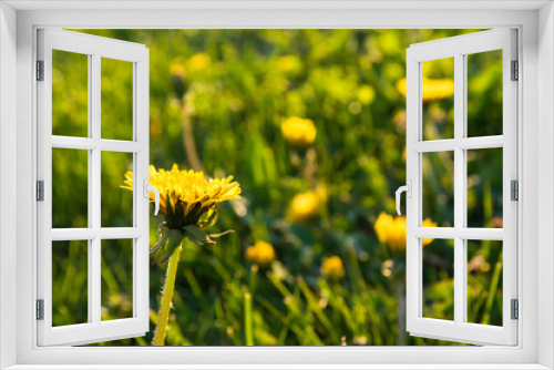 Fototapeta Naklejka Na Ścianę Okno 3D - Yellow dandelion flowers in the grass