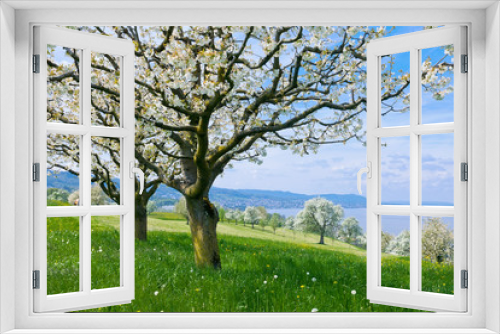 Fototapeta Naklejka Na Ścianę Okno 3D - Blossoming cherry trees