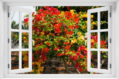 Fototapeta Naklejka Na Ścianę Okno 3D - Bougainvillea