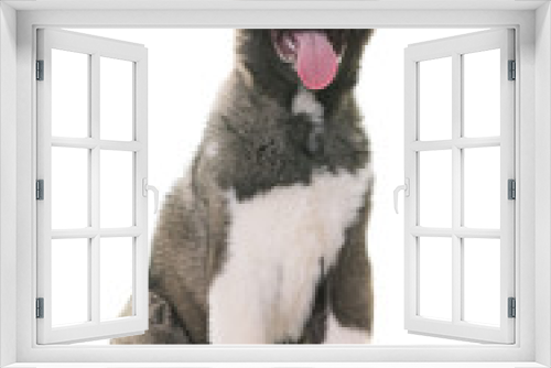 Fototapeta Naklejka Na Ścianę Okno 3D - puppy american akita