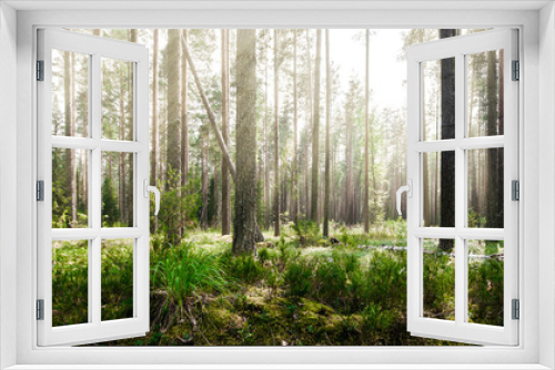 Fototapeta Naklejka Na Ścianę Okno 3D - Wild trees in forest
