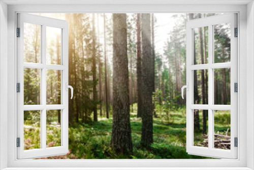 Fototapeta Naklejka Na Ścianę Okno 3D - Beautiful wild forest