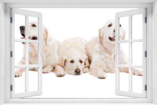 Fototapeta Naklejka Na Ścianę Okno 3D - Three dogs