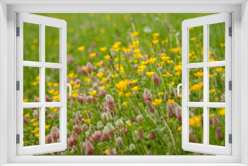 Fototapeta Naklejka Na Ścianę Okno 3D - wild field flowers on green grass background