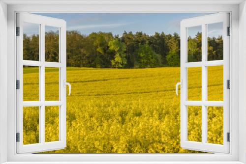 Fototapeta Naklejka Na Ścianę Okno 3D - yellow, blooming canola field-panorama