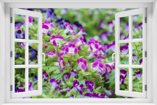 Fototapeta Naklejka Na Ścianę Okno 3D - Pensee flower garden blooming in the sun beautiful morning