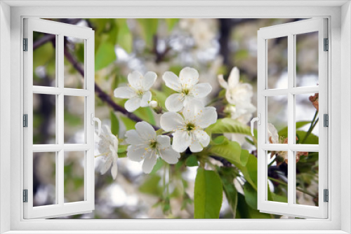 Fototapeta Naklejka Na Ścianę Okno 3D - beautiful blooming cherry tree spring flower