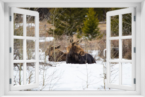 Fototapeta Naklejka Na Ścianę Okno 3D - Moose with her two young calves resting in the winter sunshine, in a snow covered forest clearing