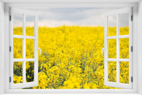 Fototapeta Naklejka Na Ścianę Okno 3D - A beautiful bright yellow spring rapeseed field against the background of a dark cloudy sky. Agroindustrial industry