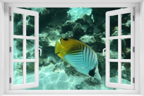 Fototapeta Naklejka Na Ścianę Okno 3D - Snorkling at Huahine, Tahiti, French Polynesia
