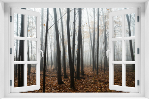 Fototapeta Naklejka Na Ścianę Okno 3D - Foggy Woods