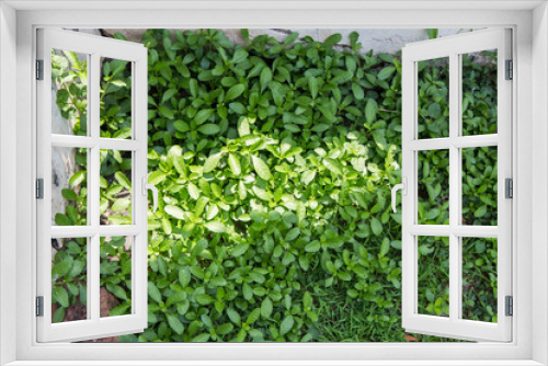 Fototapeta Naklejka Na Ścianę Okno 3D -  grass