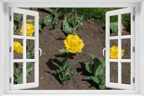 Fototapeta Naklejka Na Ścianę Okno 3D - Four double fringed yellow tulips in the flowerbed