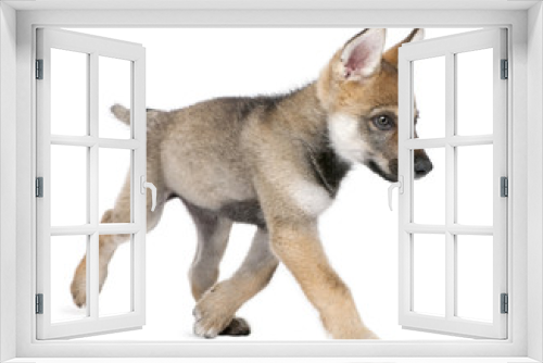 Fototapeta Naklejka Na Ścianę Okno 3D - Young European wolf running - Canis lupus lupus