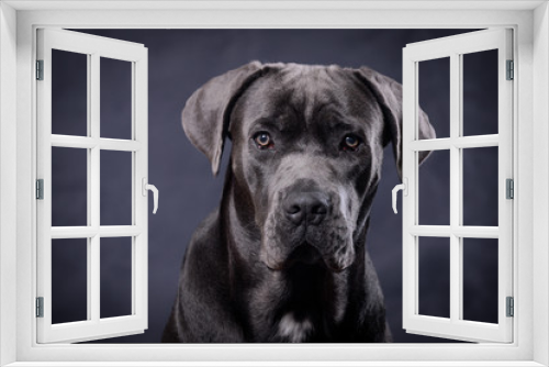 Fototapeta Naklejka Na Ścianę Okno 3D - Portrait of a cane corso puppy