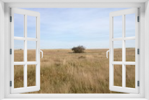 Fototapeta Naklejka Na Ścianę Okno 3D - Isolated bush in prairie field