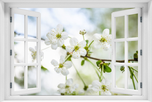 Fototapeta Naklejka Na Ścianę Okno 3D - White cherry flowers