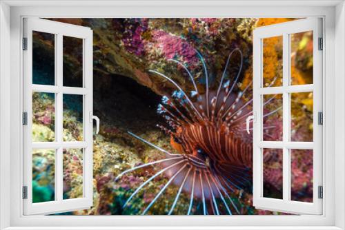 Fototapeta Naklejka Na Ścianę Okno 3D - Closeup of Red Lion Fish