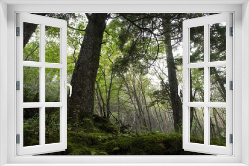 Fototapeta Naklejka Na Ścianę Okno 3D - In deep forest, wide angle jukai japan 2
