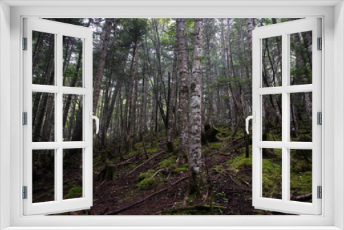 Fototapeta Naklejka Na Ścianę Okno 3D - In deep forest, wide angle jukai japan