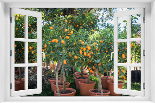 Fototapeta Naklejka Na Ścianę Okno 3D - Kumquat trees in plant nursery