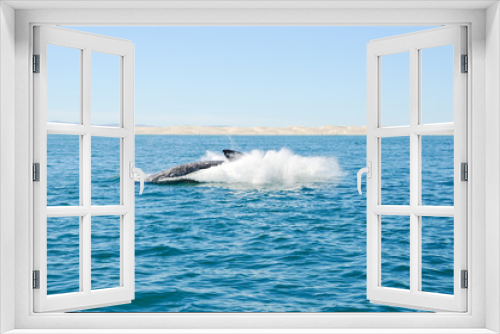 Fototapeta Naklejka Na Ścianę Okno 3D - Grauwal Whale Watching