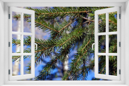Fototapeta Naklejka Na Ścianę Okno 3D - needles on pine