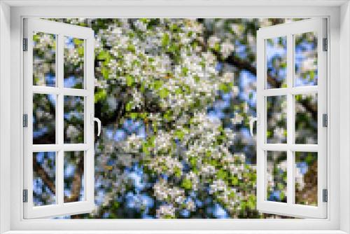 Fototapeta Naklejka Na Ścianę Okno 3D -  Spring blossom background. Blossom tree. Spring print. Apple tree branch. Apple blossom