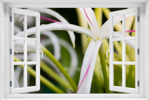 Fototapeta Naklejka Na Ścianę Okno 3D - Droplet and blur flower