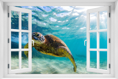 Fototapeta Naklejka Na Ścianę Okno 3D - An endangered Hawaiian Green Sea Turtle cruises in the warm waters of the Pacific Ocean in Hawaii.
