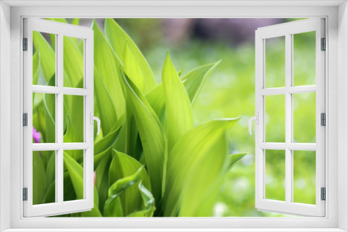 Fototapeta Naklejka Na Ścianę Okno 3D - Bright photo green sunlit plants