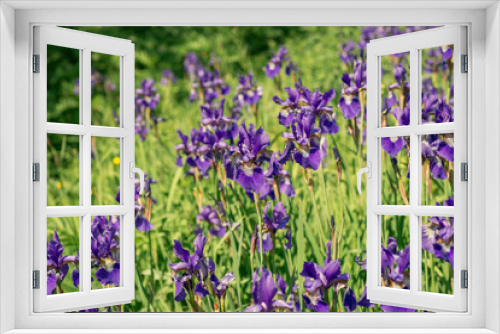 Fototapeta Naklejka Na Ścianę Okno 3D - Flower of purple iris