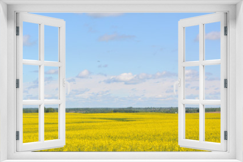 Fototapeta Naklejka Na Ścianę Okno 3D - Beautiful spring rural horizontal landscape: yellow field of flowering rape on blue sky background with clouds, agriculture, nature,countryside,panorama