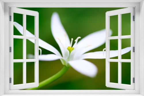Fototapeta Naklejka Na Ścianę Okno 3D - close up of a white flower