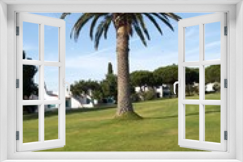 Fototapeta Naklejka Na Ścianę Okno 3D - Palm tree on a garden in Algarve.