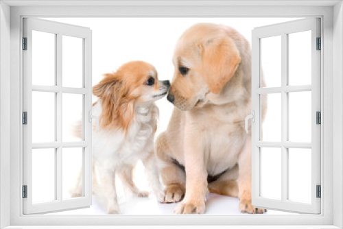 Fototapeta Naklejka Na Ścianę Okno 3D - puppy labrador retriever and chihuahua