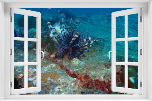 Fototapeta Naklejka Na Ścianę Okno 3D - インド洋の沈船に群がるミノカサゴと魚たち